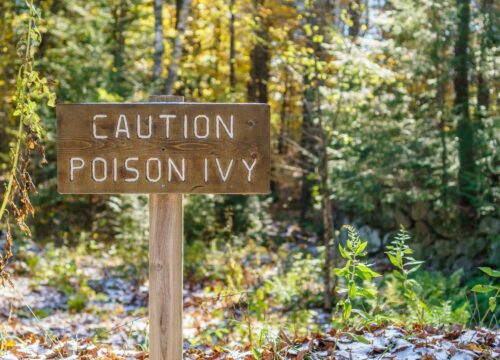 The Poisonous Trio – Poison Oak, Poison Sumac and Poison Ivy